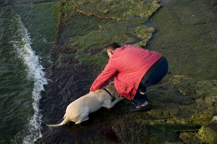 Túnel de lavado canino